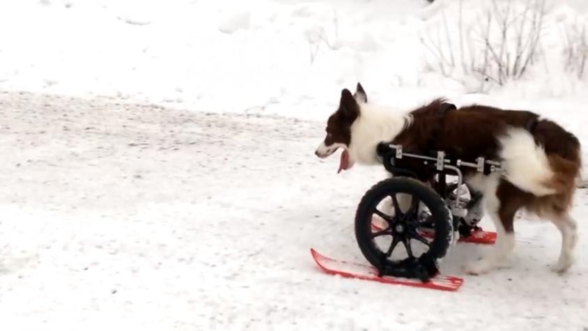 [VIDEO] Perro supera su discapacidad esquiando