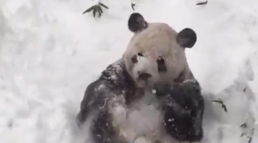 ¡Está en su salsa! Panda disfruta de la nieve caída en Estados Unidos