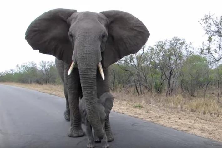 [VIDEO] Instinto maternal: El tierno gesto de una elefanta y su cría