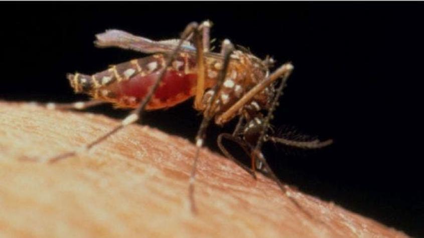¿Estaría mal erradicar el mosquito del zika, dengue y chinkungunya?