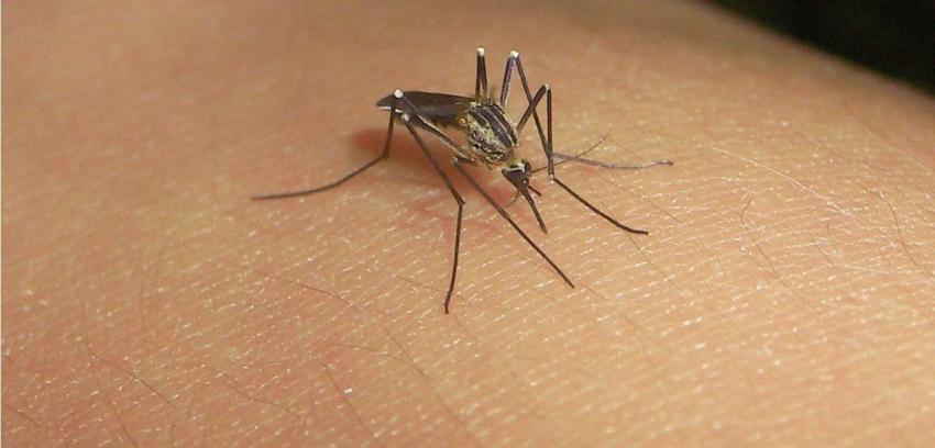 Salud entrega recomendaciones para evitar el contagio de dengue en Isla de Pascua