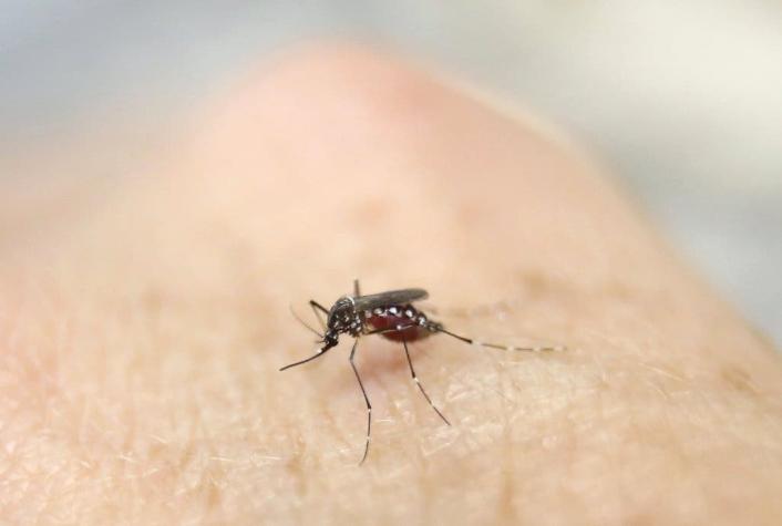 OMS: Las mujeres contaminadas con Zika pueden amamantar