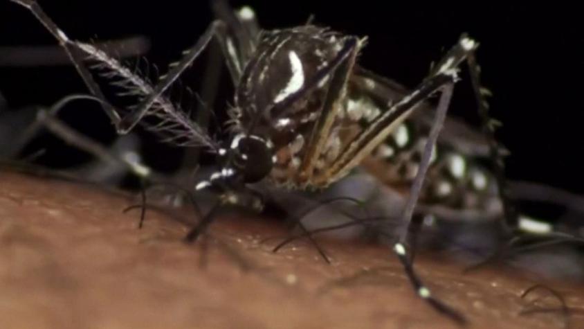 Todo lo que debes saber sobre el virus Zika: Habla experta chilena