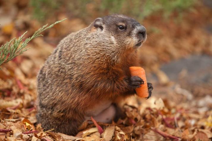 En vísperas del "Día de la Marmota", fallece el icónico animal en Canadá