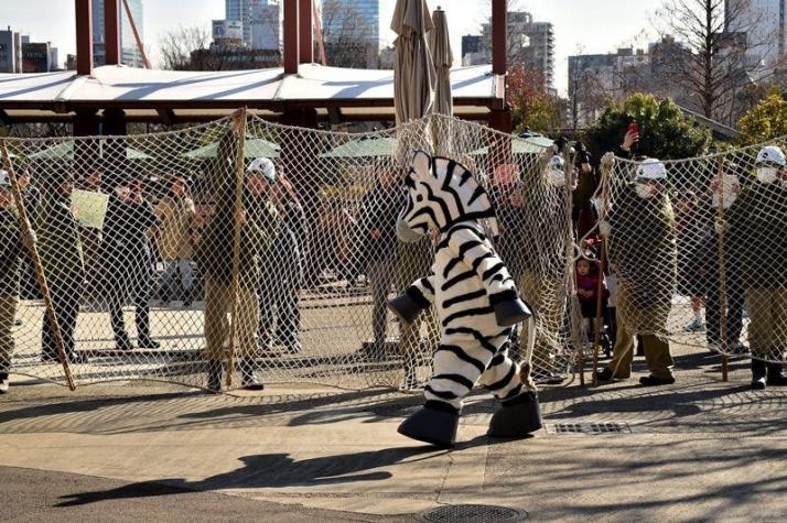 Simulan operativo de captura de animal en zoológico de Japón con hombre disfrazado de cebra