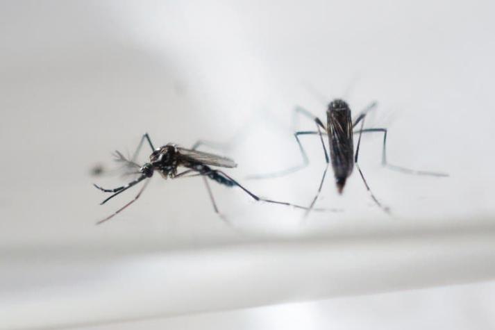 13 grandes incógnitas sobre el virus zika