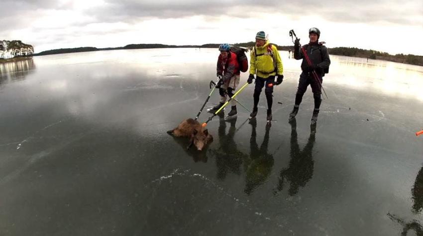 [VIDEOS] Grupo de patinadores rescata a un jabalí atrapado en un lago congelado