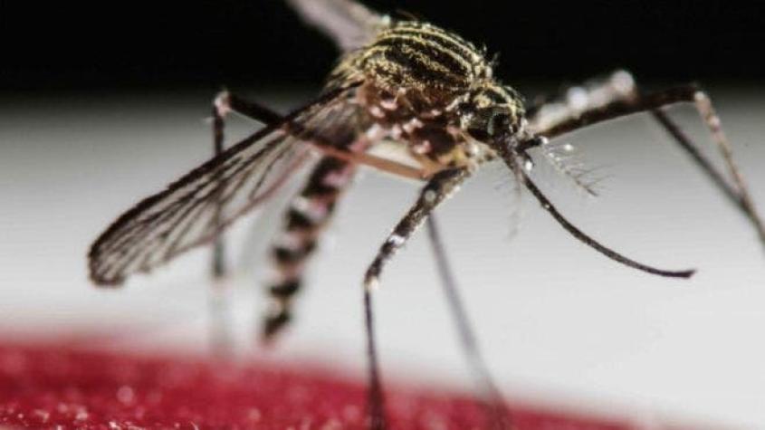 Diagnosticado en Australia un caso importado de zika en una mujer embarazada