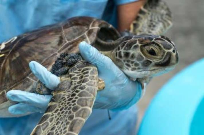 Tortugas de mar aquejadas de tumores abarrotan un hospital de Florida