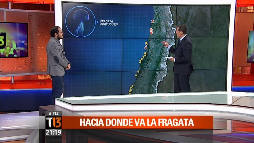 Fragata Portuguesa: ¿Qué tan peligrosas son para el ser humano?