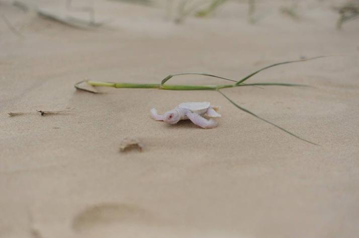 Cría de tortuga albina extremadamente rara es encontrada en una playa australiana