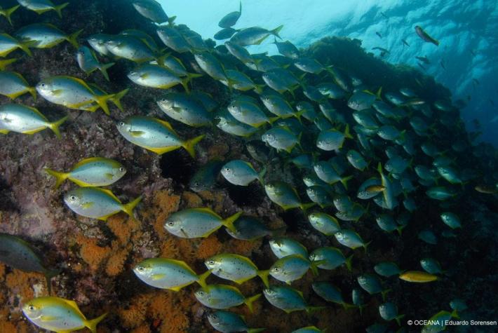 Islas chilenas presentan la mayor concentración de peces endémicos del mundo