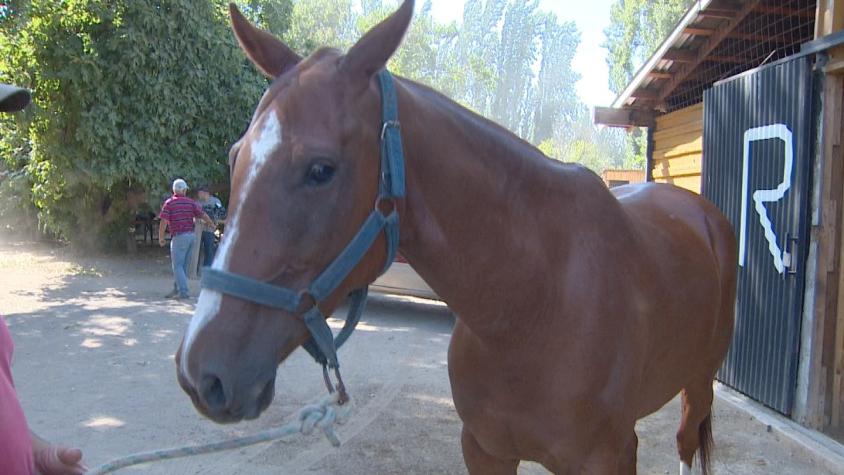 Nueve caballos de polo fueron robados en Colina