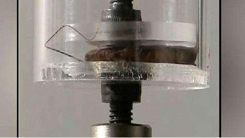 [VIDEO] Mira cómo una cucaracha soporta una presión de 900 veces su propio peso
