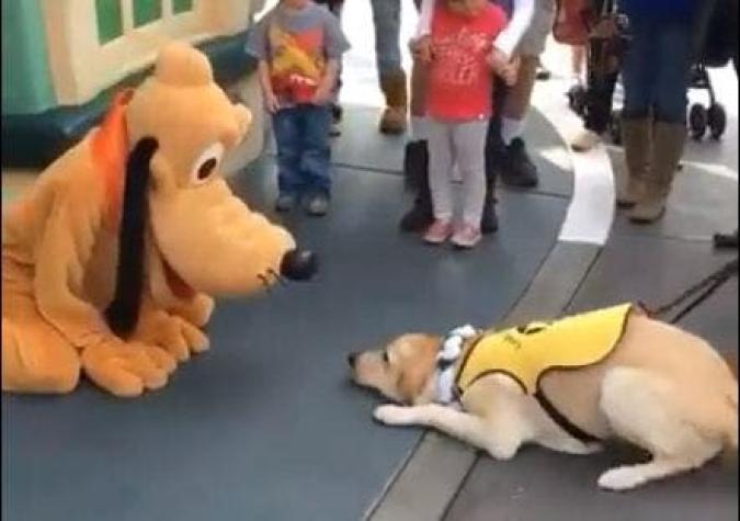 La preciosa reacción de un perro al conocer a Pluto que conmueve a Facebook