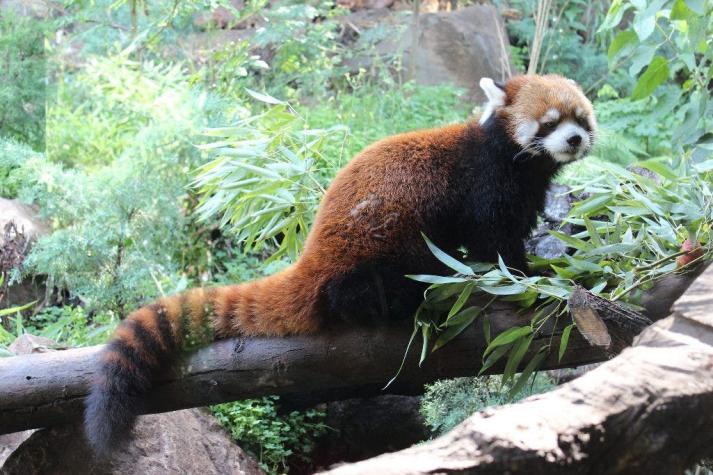 Zoo metropolitano presenta al primer panda rojo nacido en Chile