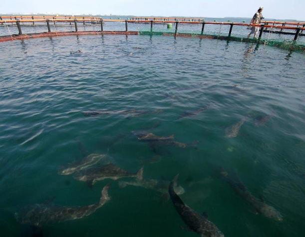 Científicos advierten peligro por la llegada de pez carnívoro a Panamá