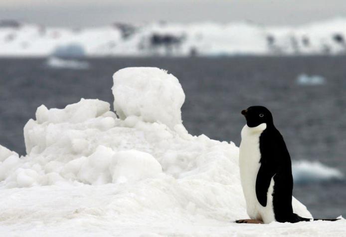 [VIDEO] Tragedia en la Antártida: 150.000 pingüinos mueren por deslizamiento de un iceberg