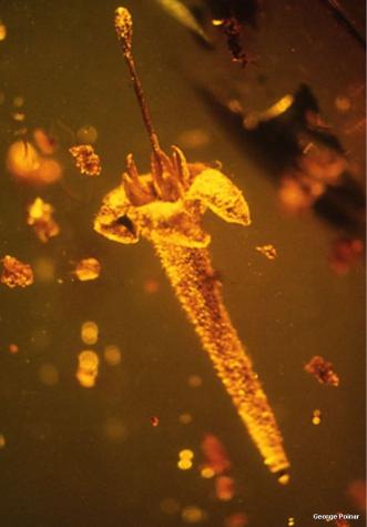 La impresionante flor de hace 15 millones de años que permanece intacta