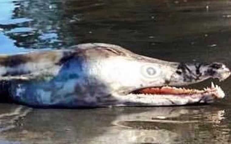 La fotografía del "monstruo marino" que sorprende en redes sociales