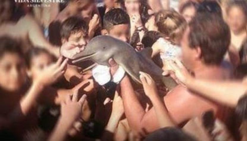 La indignación que causó la muerte en Argentina de un delfín