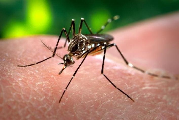 Minsal: 26 personas en estudio no poseían patologías relacionadas con mosquito Aedes