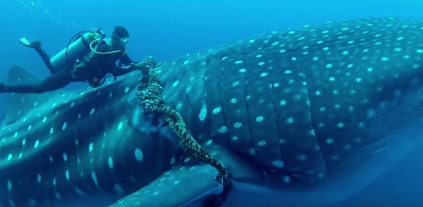 [VIDEO] El emotivo momento en que un buzo ayuda a un tiburón ballena en el fondo del mar