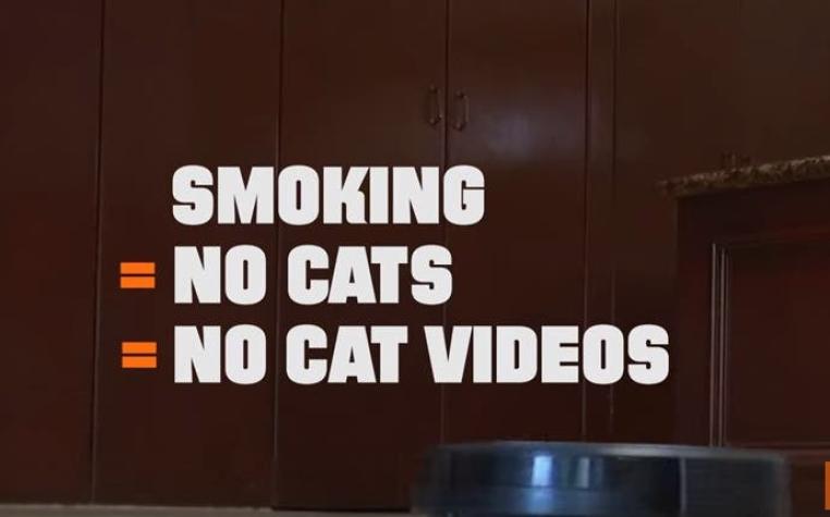 [VIDEO] El video de gatos que te quitará las ganas de fumar