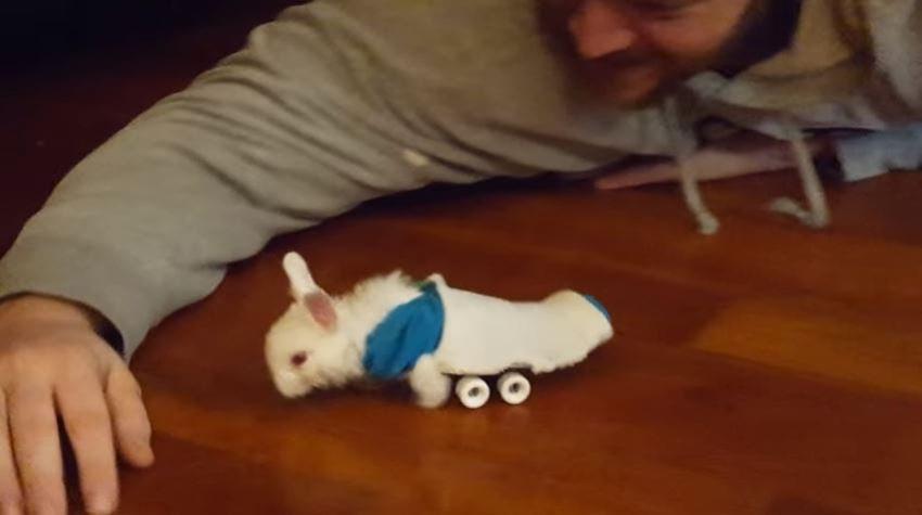 [VIDEO] La silla de ruedas que le permite moverse a este pequeño conejo bebé