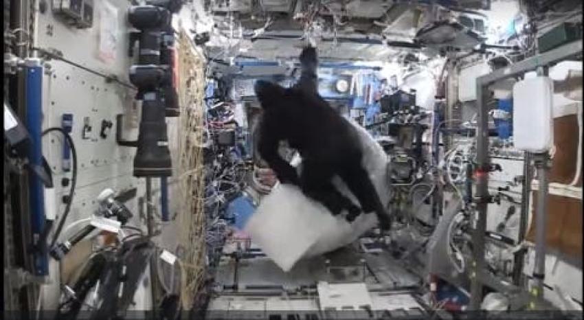 [VIDEO] Astronauta se disfraza de gorila y asusta a su compañero en el espacio