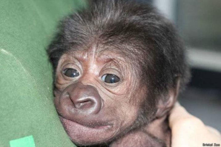 El ginecólogo que salvó la vida de una gorila con una cesárea