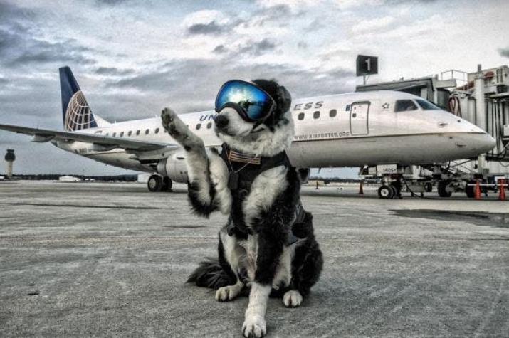 [VIDEO] El perro Piper, el empleado más famoso de un aeropuerto en Michigan