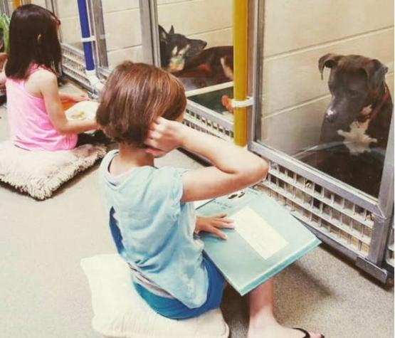 El programa donde los niños le leen a los perros abandonados