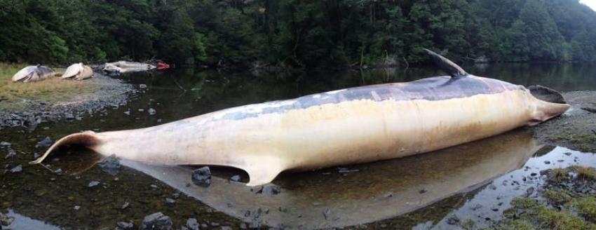 Hallazgo de ballenas muertas en Patagonia chilena puede ser un fenómeno periódico