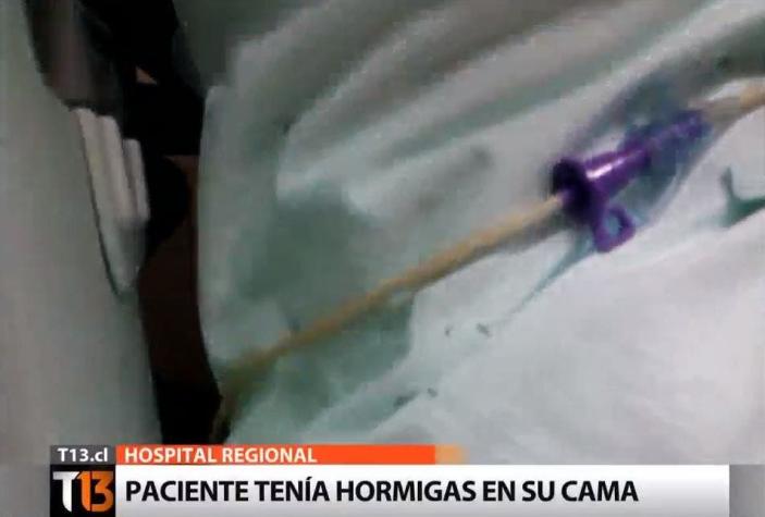 Encuentran hormigas en la cama de un paciente del Hospital regional de Iquique