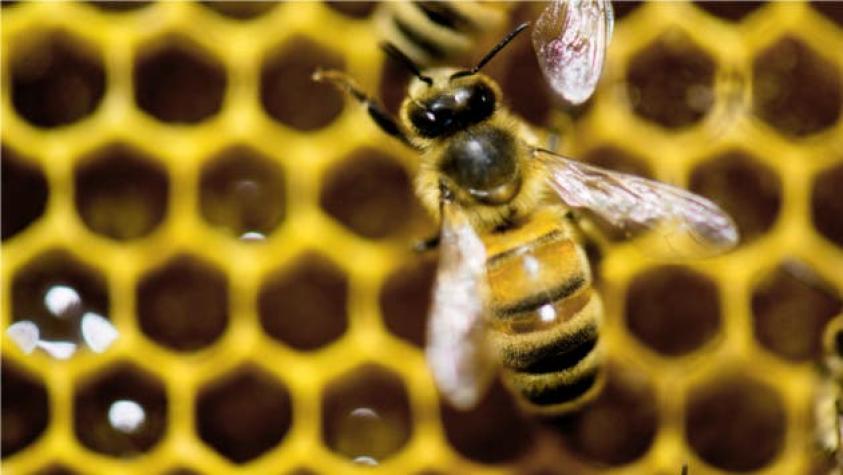 Expertos ONU afirman que disminución de abejas y otros polinizadores amenaza la agricultura mundial