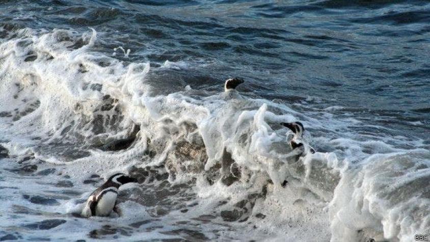[VIDEO] PDI investiga matanza de dos mil pingüinos en Chiloé