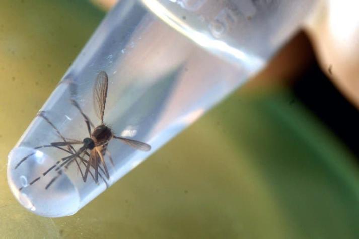 Virus Zika podría causar infecciones cerebrales en los adultos
