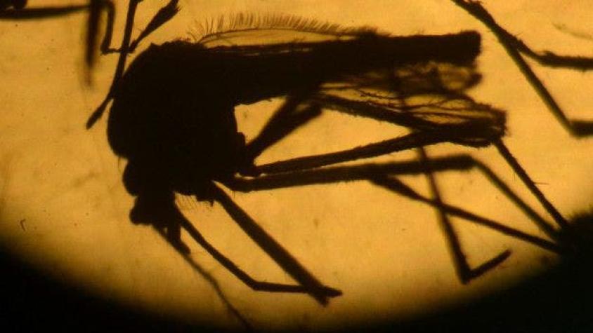 Estudio afirma que virus Zika puede favorecer trastorno neurológico grave