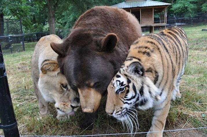 La historia de un oso, un león y un tigre que terminaron siendo amigos