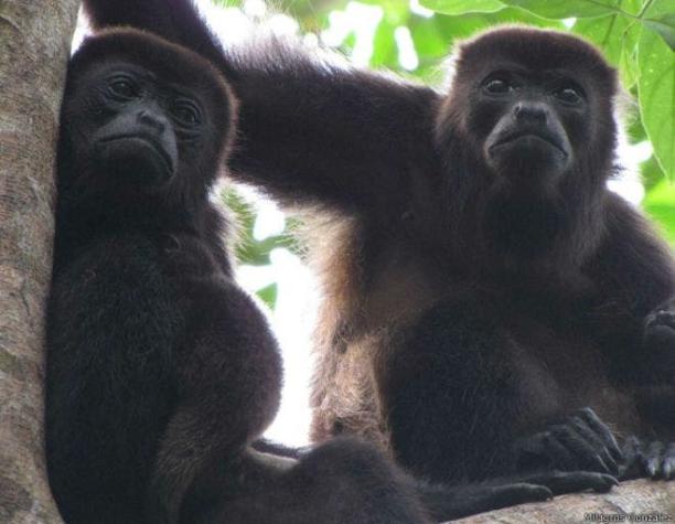 El misterio de la muerte repentina de monos aulladores en Nicaragua