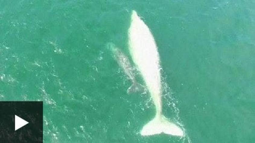 [VIDEO] Una rara ballena albina aparece junto a su cría en la costa de México