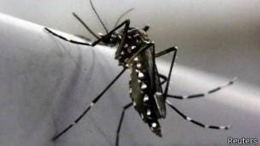 El principal enemigo del zika no dañará al medio ambiente
