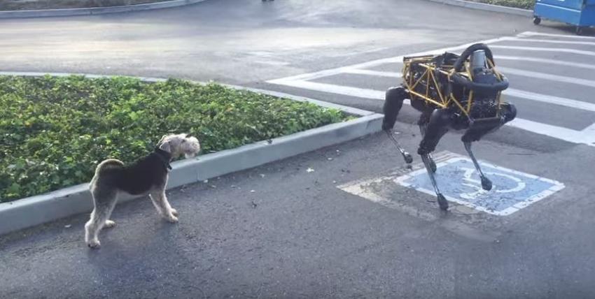 [VIDEO] La increíble reacción de un perro al conocer a Spot, un "robot perro" de Google