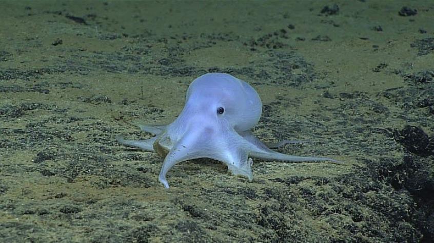 Descubren a un pequeño pulpo de aspecto fantasmal en las profundidades del océano