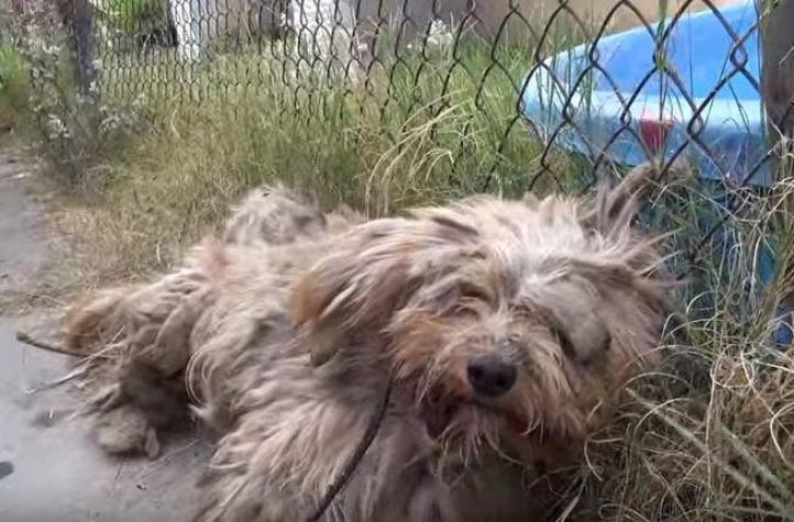 La emotiva historia de Benji, el perro callejero que recuperó la confianza en las personas