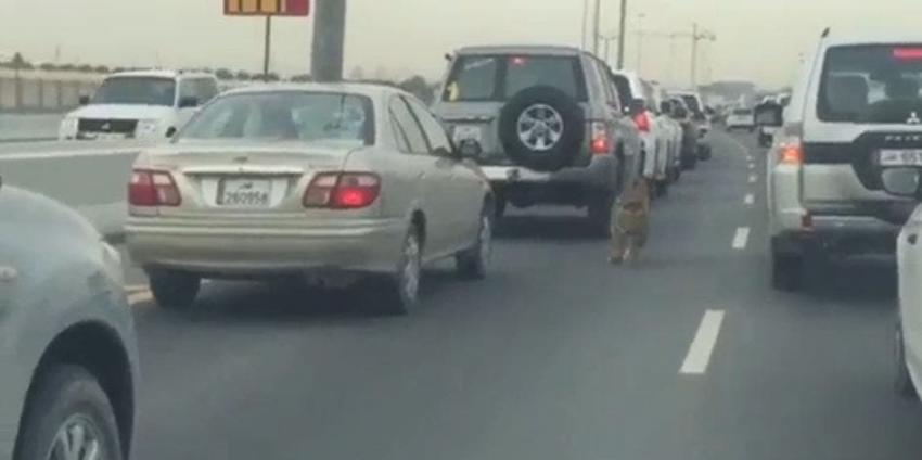 [VIDEO] Tigre sorprende al correr libremente en medio de una carretera en Qatar