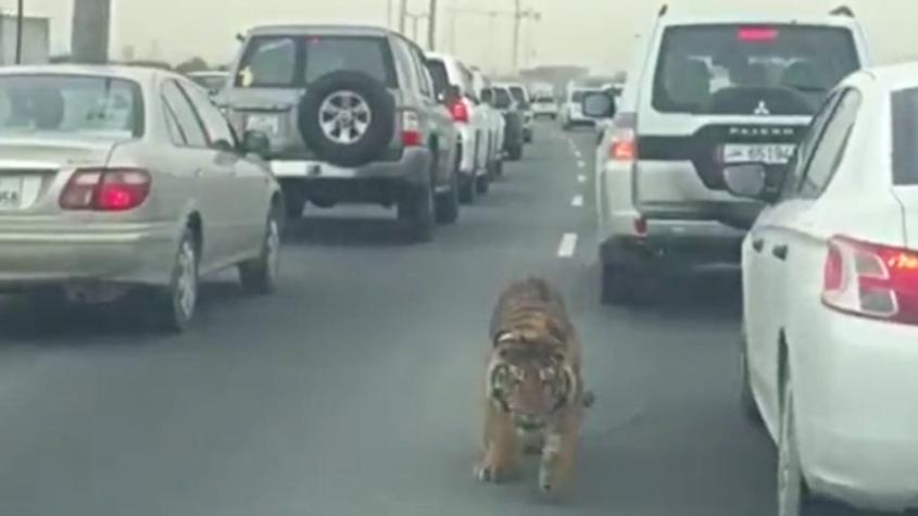 [VIDEO] Tigre correr libremente en medio de una carretera en Qatar