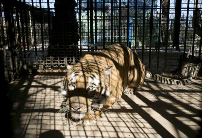 Jaulas vacías y animales moribundos: el zoológico de Gaza se acerca a su fin