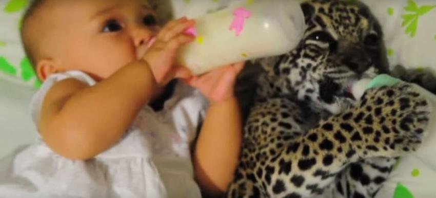 [VIDEO] Bebé y pequeño jaguar disfrutan de sus mamaderas